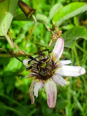 Passiflora alnifolia