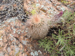 Echinocereus reichenbachii baileyi