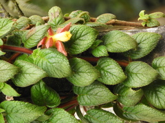 Alloplectus hispidus