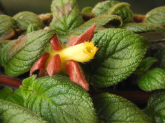 Alloplectus hispidus