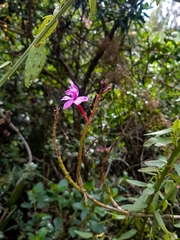 Epidendrum jamiesonis