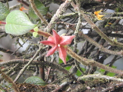 Alloplectus hispidus