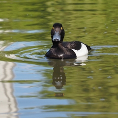 Aythya fuligula