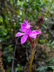 Epidendrum jamiesonis
