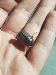 Phyllophaga crassissima