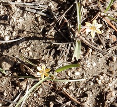 Triteleia ixioides anilina