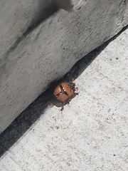 Bolbocerosoma bruneri