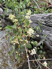 Philadelphus lewisii