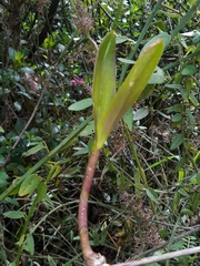 Epidendrum jamiesonis
