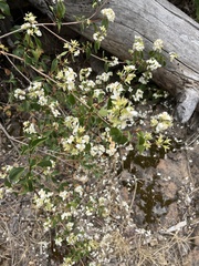 Philadelphus lewisii