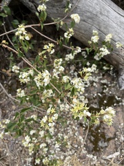 Philadelphus lewisii