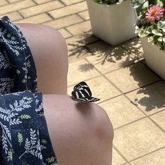 Neptis pryeri hamadai