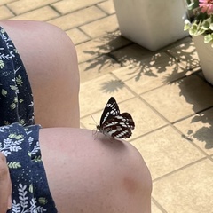 Neptis pryeri hamadai