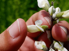 Baptisia alba macrophylla