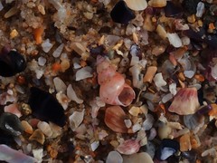 Leiopyrga lineolaris