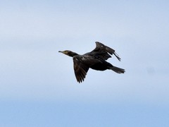 Phalacrocorax carbo