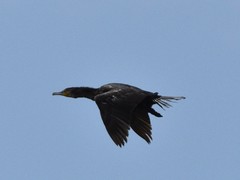 Phalacrocorax carbo