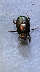 Onthophagus orpheus