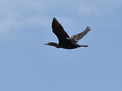 Phalacrocorax carbo