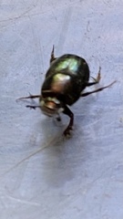 Onthophagus orpheus