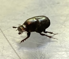 Onthophagus orpheus