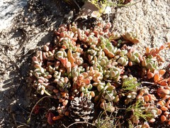 Sedum obtusatum