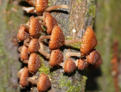 Psathyrella echinata