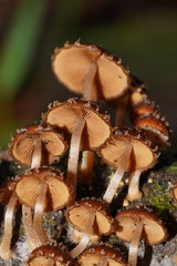 Psathyrella echinata
