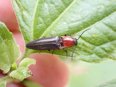 Ludioschema obscuripes