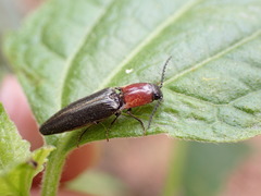 Ludioschema obscuripes