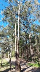 Corymbia tessellaris