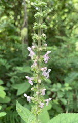 Stachys iltisii