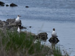 Chroicocephalus ridibundus