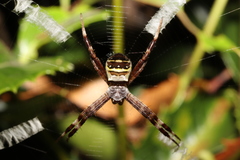 Argiope amoena