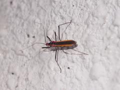 Polytoxus fuscovittatus