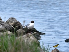Chroicocephalus ridibundus