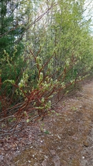 Salix apoda