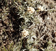 Antennaria rosea