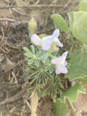 Lupinus palaestinus