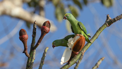 Brotogeris sanctithomae