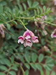 Hosackia stipularis ottleyi