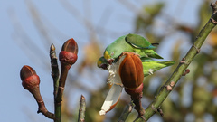 Brotogeris sanctithomae