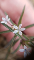 Collomia tinctoria