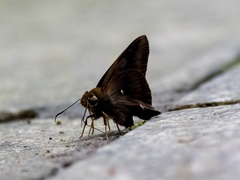 Hasora badra