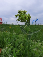 Asclepias meadii