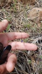 Allophyllum gilioides violaceum