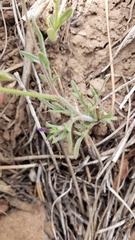 Allophyllum gilioides violaceum