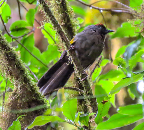 Silver-eared Laughingthrush (Trochalopteron melanostigma), photo 10