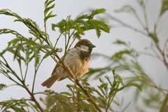 Passer domesticus