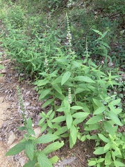 Stachys iltisii